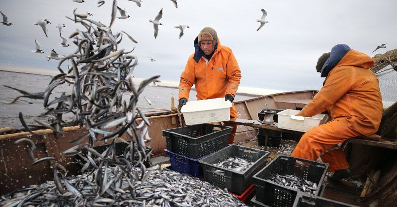 В РФ заявили о попытках Прибалтики вытеснить страну из рыбного промысла
