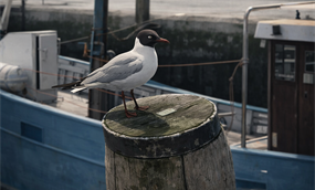 В Латвии опасаются утраты национальной ценности из-за нового плана охраны моря