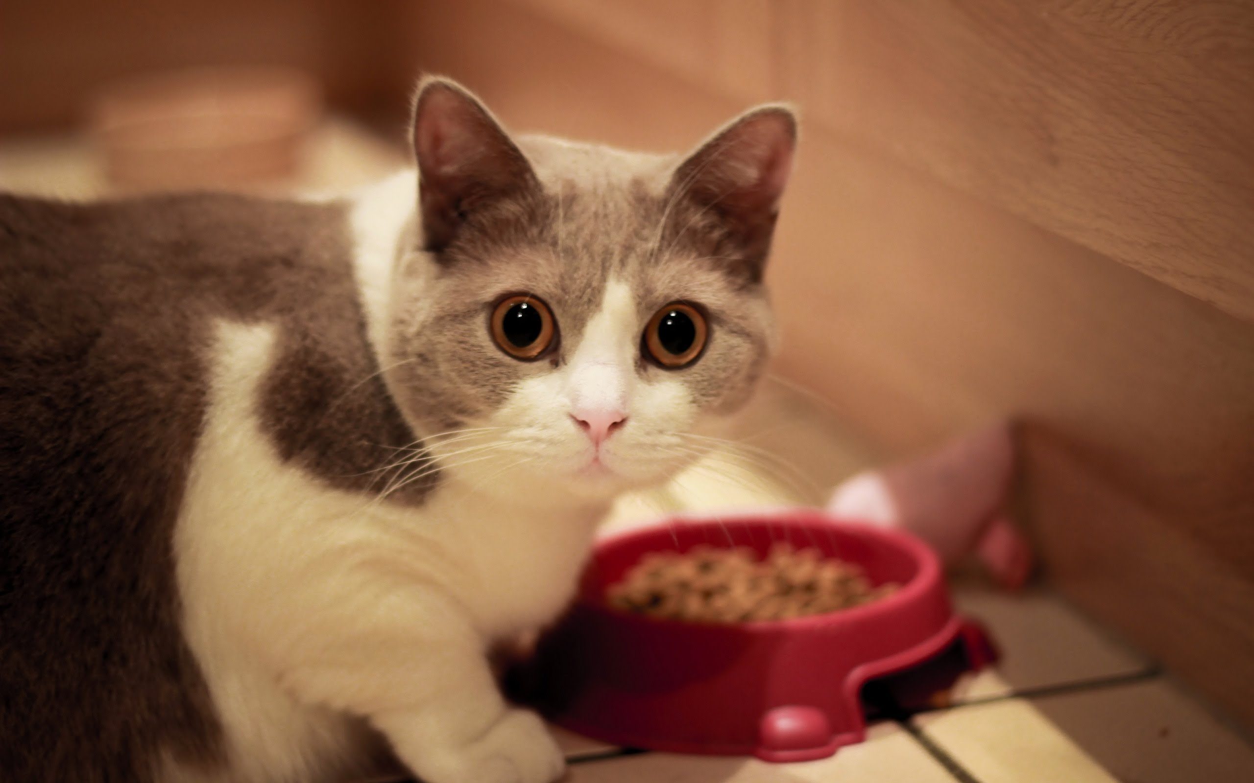 Котики милые которые едят