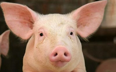 С Украины в Россию может проникнуть африканская чума свиней