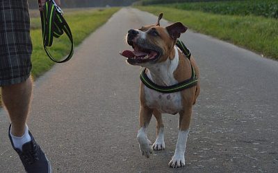 В Литве всполошились, что владельцы собак несут угрозу для объектов энергетики