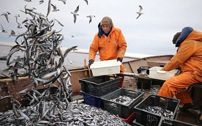 В РФ заявили о попытках Прибалтики вытеснить страну из рыбного промысла